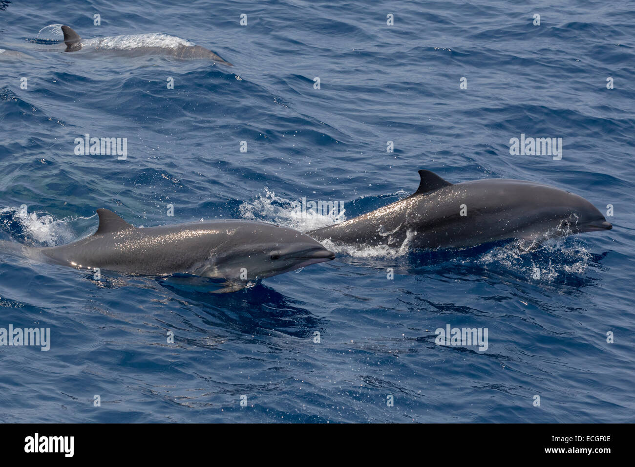 Fraser`s dolphin, Lagenodelphis hosei, Borneo-Delfine, leaping pair ...